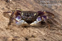 Spider Crab sp. Blue, Neosarmatium rotundifrons, Paar (1 Männchen + 1 Weibchen)