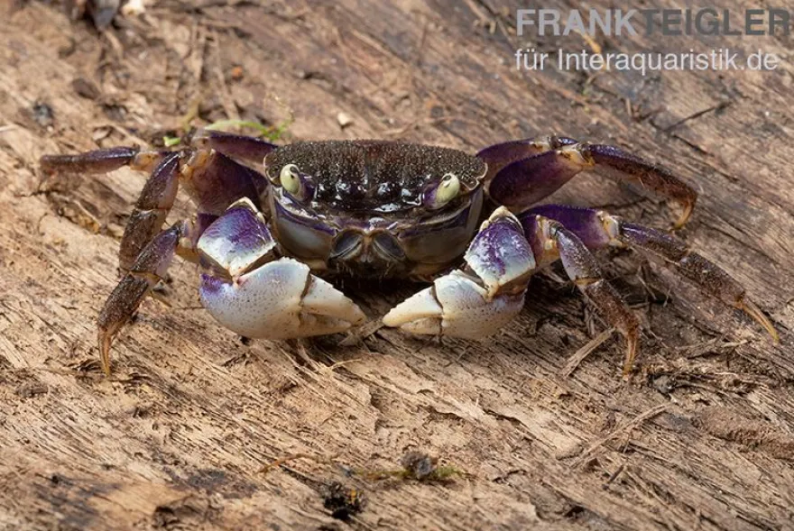 Spider Crab sp. Blue, Neosarmatium rotundifrons, Paar (1 Männchen + 1 Weibchen)