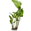 Spießblättriges Speerblatt, Anubias hastifolia, XL Topf, Mutterpflanze