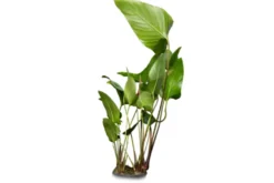 Spießblättriges Speerblatt, Anubias hastifolia, XL Topf, Mutterpflanze