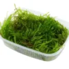 Spiky-Moos, Taxiphyllum spiky, im 250 ml Becher