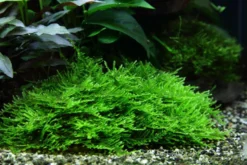 Spiky-Moos, Taxiphyllum spiky, im 250 ml Becher