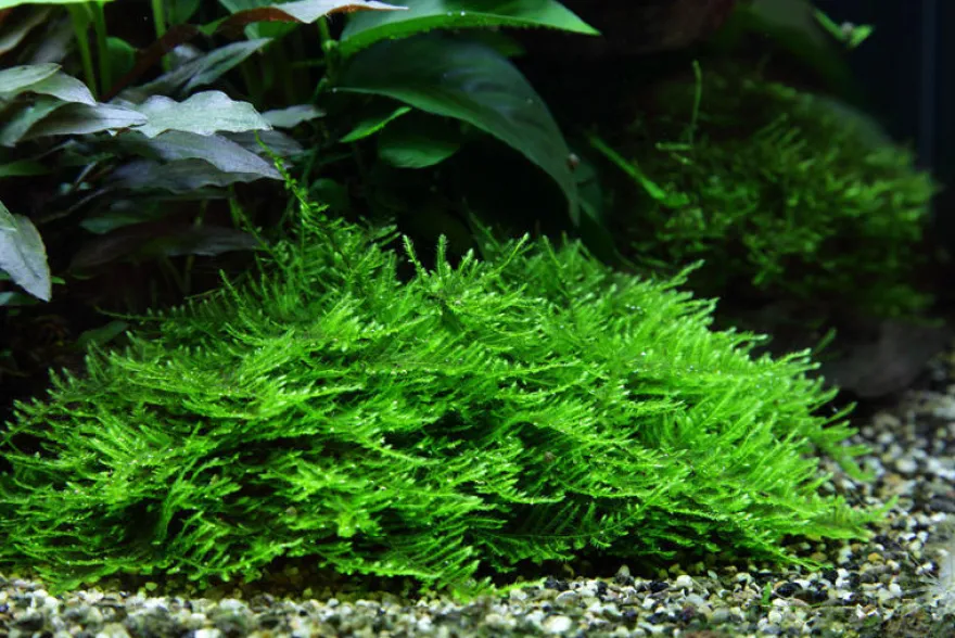 Spiky-Moos, Taxiphyllum spiky, im 250 ml Becher