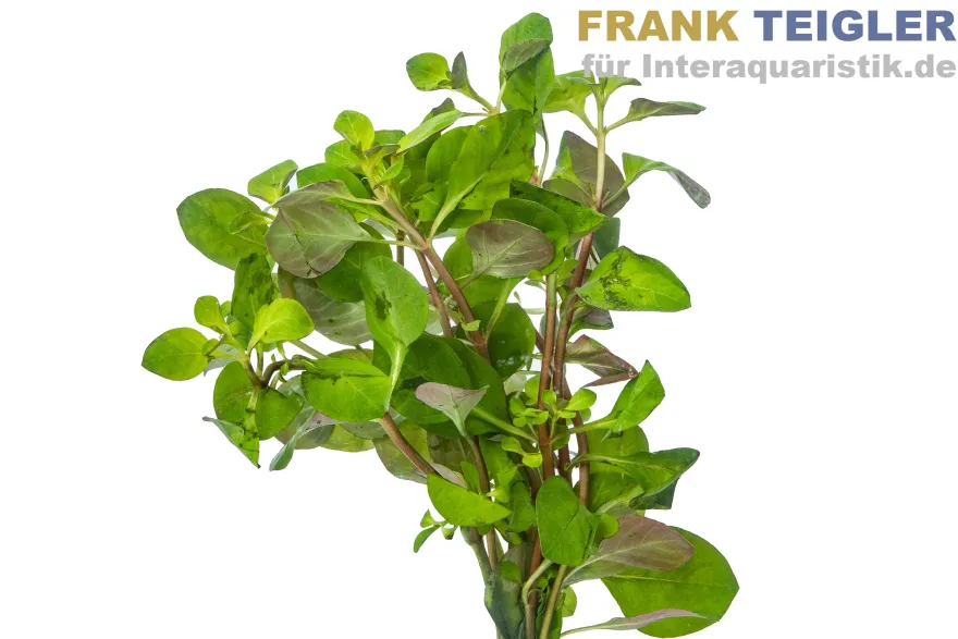 Spitzblättrige Ludwigie, Ludwigia arcuata, Bund