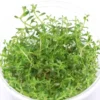 Spitzblättrige Ludwigie, Ludwigia arcuata, In Vitro