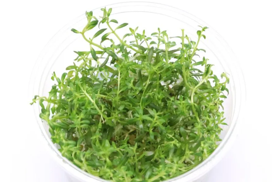 Spitzblättrige Ludwigie, Ludwigia arcuata, In Vitro