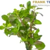 Spitzblättrige Ludwigie, Ludwigia arcuata, im Topf