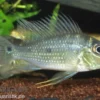 Spitzkopf-Erdfresser, Satanoperca acuticeps