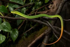 Spitzkopfnatter, Gonyosoma oxycephala