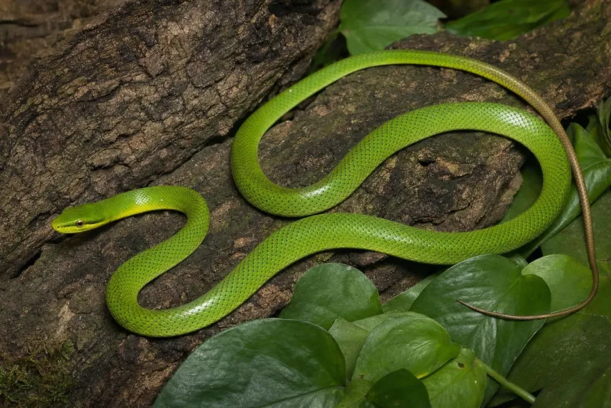 Spitzkopfnatter „Vietnam“, Gonyosoma oxycephala
