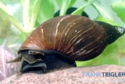 Spitzschlammschnecke, Lymnaea stagnalis (Kaltwasser)