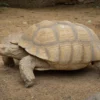 Spornschildkröte, Centrochelys sulcata