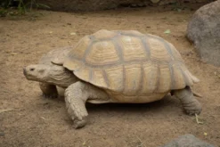 Spornschildkröte, Centrochelys sulcata