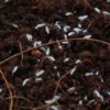 Springschwänze, Folsomia candida, Zuchtansatz