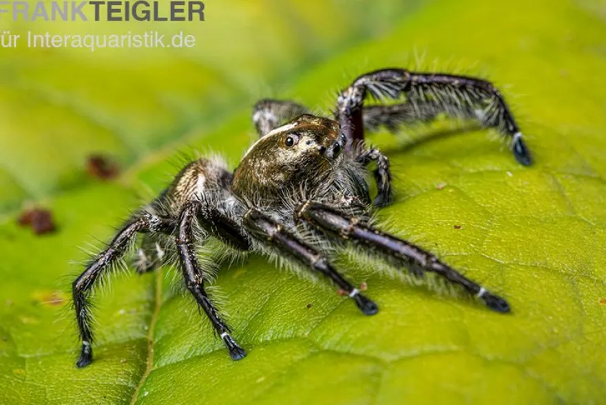 Springspinne, Hyllus diardi, gemischt