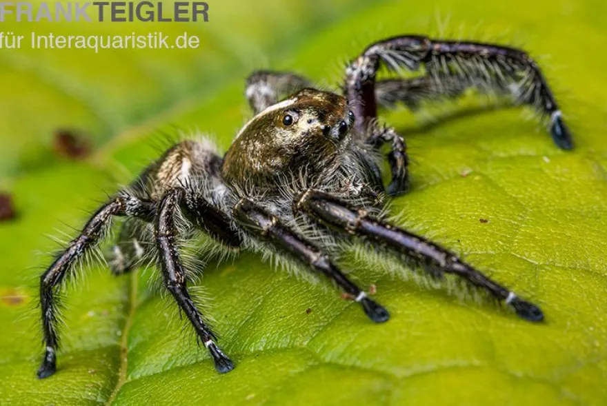 Springspinne, Hyllus diardi, gemischt