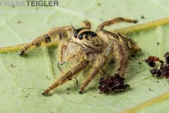 Springspinne, Hyllus diardi, gemischt