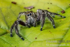 Springspinne, Hyllus diardi, gemischt