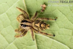 Springspinne, Hyllus diardi, gemischt