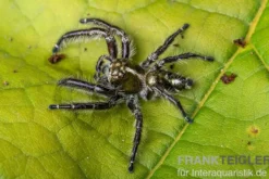 Springspinne, Hyllus diardi, gemischt