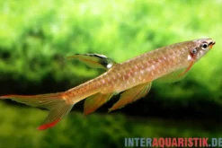 Spritzsalmler, Copella arnoldi, 3-4 cm