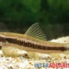 Sri Lanka Algenfresser, Garra ceylonensis