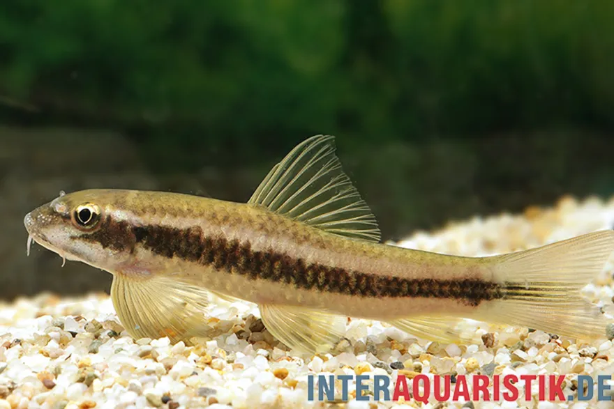 Sri Lanka Algenfresser, Garra ceylonensis