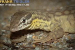 Stachelschwanzwaran, Varanus acanthurus