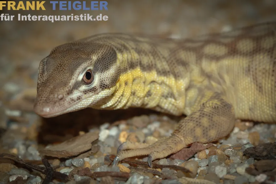 Stachelschwanzwaran, Varanus acanthurus
