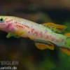 Stahlblauer Prachtkärpfling Gold, Fundulopanchax gardneri gold, DNZ