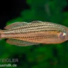 Starche-Creek-Regenbogenfisch, Melanotaenia maccullochi "Starche Creek", 5 Tiere
