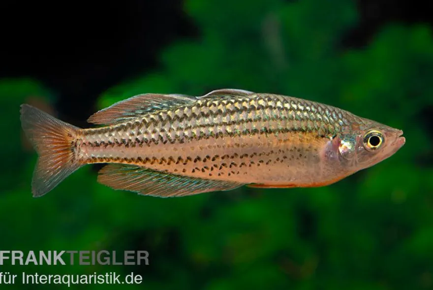 Starche-Creek-Regenbogenfisch, Melanotaenia maccullochi "Starche Creek", 5 Tiere
