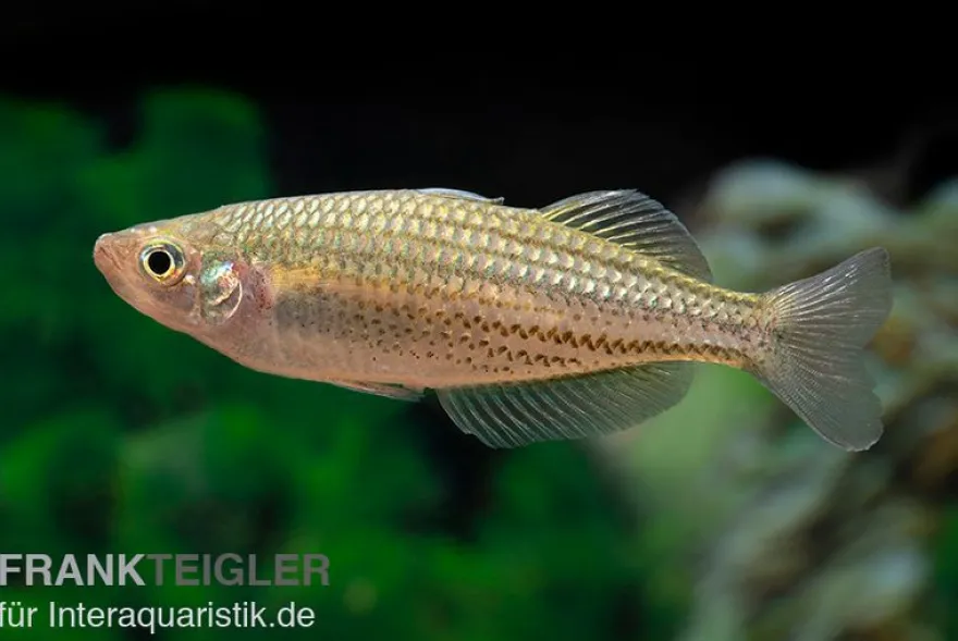 Starche-Creek-Regenbogenfisch, Melanotaenia maccullochi "Starche Creek", 5 Tiere