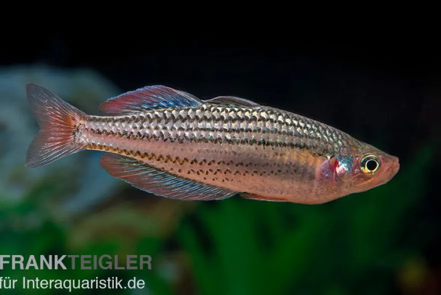 Starche-Creek-Regenbogenfisch, Melanotaenia maccullochi "Starche Creek", 5 Tiere