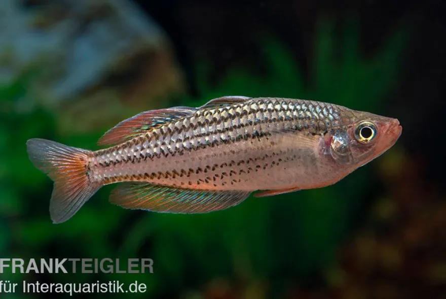 Starche-Creek-Regenbogenfisch, Melanotaenia maccullochi "Starche Creek", 5 Tiere