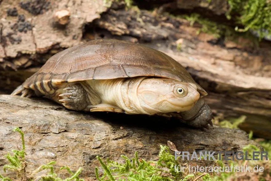 Starrbrust-Pelomeduse, Pelomedusa subrufa