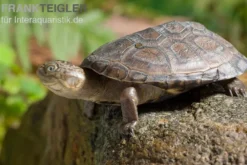 Starrbrust-Pelomeduse, Pelomedusa subrufa