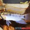 Steindachners Zwergbuntbarsch, Apistogramma steindachneri