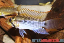 Steindachners Zwergbuntbarsch, Apistogramma steindachneri