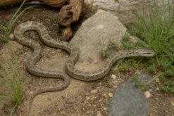Steppennatter, Elaphe dione