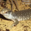 Steppenvaran, Varanus exanthematicus