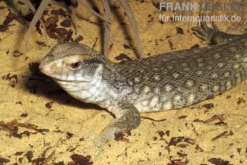 Steppenvaran, Varanus exanthematicus
