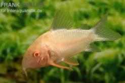 Sterbas Panzerwels, gold, Corydoras sterbai, gold