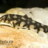 Sternchenschmerle, Botia kubotai