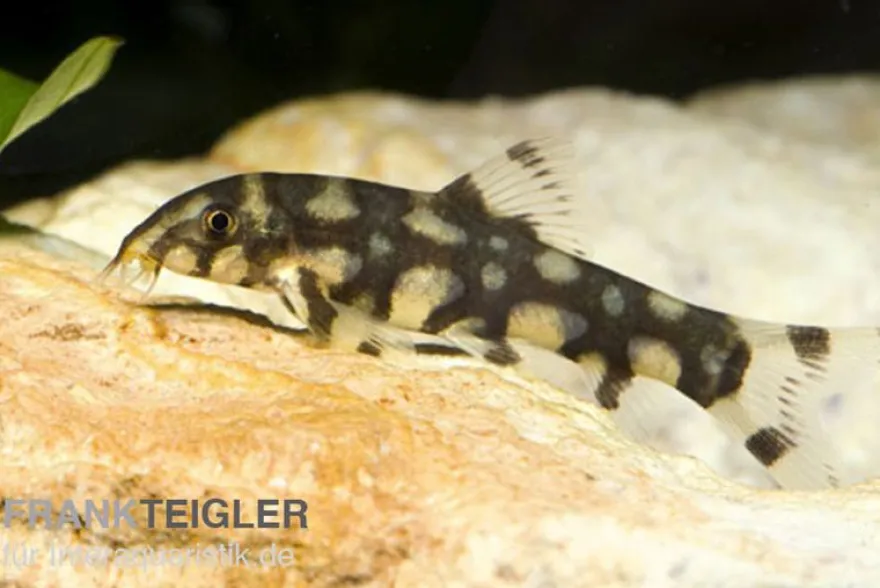 Sternchenschmerle, Botia kubotai