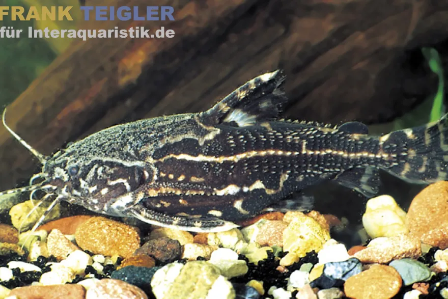 Sternenhimmel-Dornwels, Acanthodoras spinosissimus, 6-8 cm