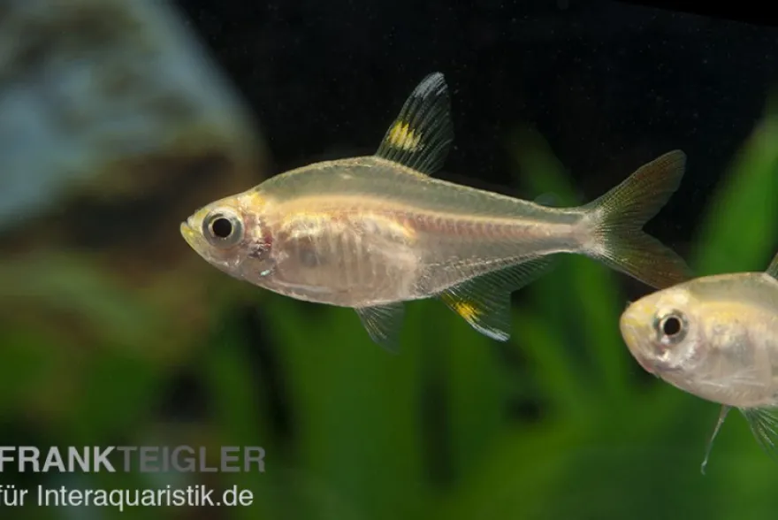 Sternflecksalmler gold, Pristella maxillaris (Minifisch)