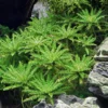 Sternkraut, Pogostemon helferi, im Topf