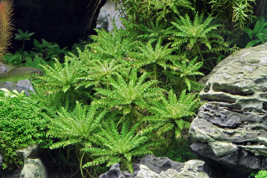 Sternkraut, Pogostemon helferi, In Vitro