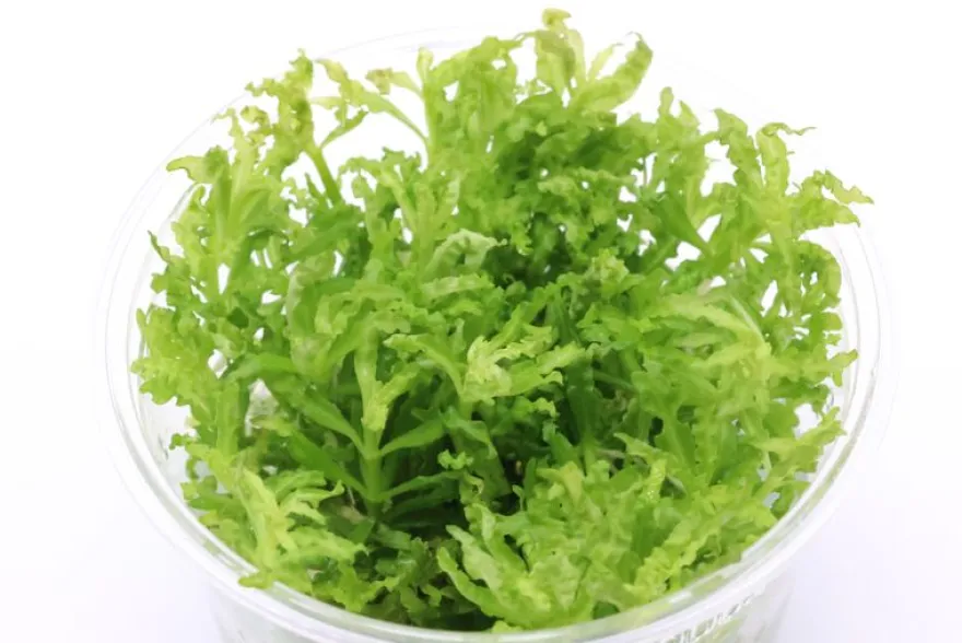 Sternkraut, Pogostemon helferi, In Vitro